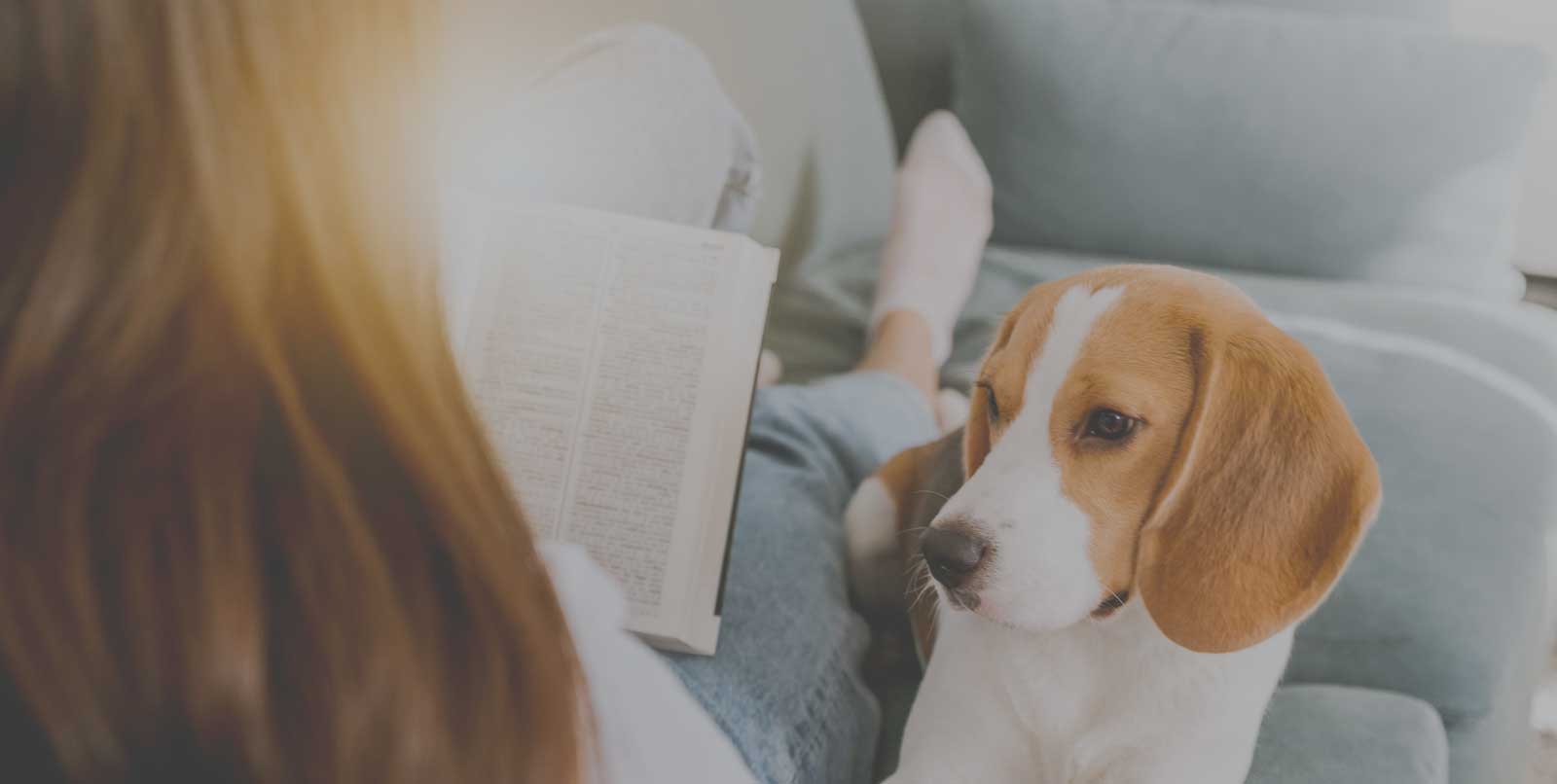 Humilde mensaje Arenoso Los 7 tips que necesitas para saber cómo quitar los pelos del perro del  sofá - Maxsofá